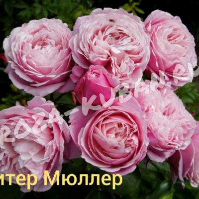 Роза Дитер Мюллер